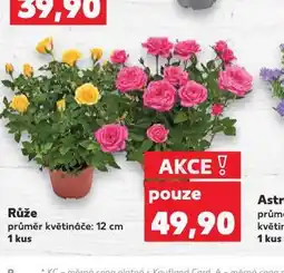 Kaufland Růže nabídka