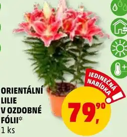 Penny Market ORIENTÁLNÍ LILIE V OZDOBNÉ FÓLII nabídka