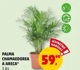 Penny Market PALMA CHAMAEDOREA A ARECA nabídka