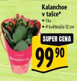 Albert Kalanchoe v tašce nabídka