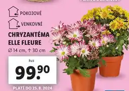Lidl Chryzantéma elle fleure nabídka
