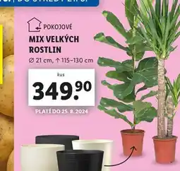 Lidl Mix velkých rostlin nabídka