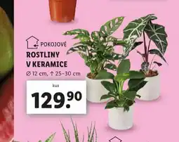 Lidl Rostliny v keramice nabídka