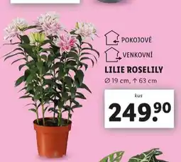 Lidl Lilie roselily nabídka