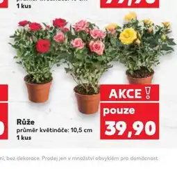 Kaufland Růže nabídka