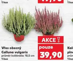 Kaufland Vřes obecný calluna vulgaris nabídka
