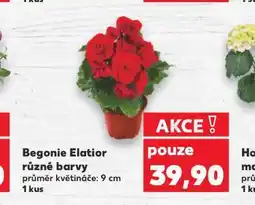 Kaufland Begonie elatior nabídka