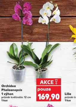 Kaufland Orchidea - phalaenopsis nabídka