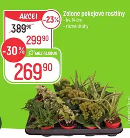 Globus Zelené pokojové rostliny nabídka