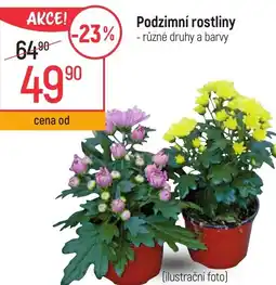 Globus Podzimní rostliny nabídka