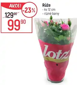 Globus Růže nabídka