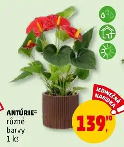 Penny Market ANTÚRIE nabídka