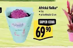 Albert Africká fialka nabídka