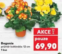 Kaufland Begonie nabídka
