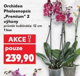 Kaufland Orchidea Phalaenopsis „Premium” 2 výhony nabídka