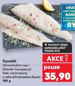 Candát