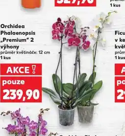 Kaufland Orchidea - phalaenopsis nabídka