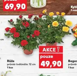 Kaufland Růže nabídka