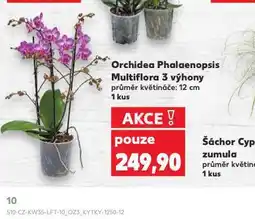 Kaufland Orchidea - phalaenopsis nabídka
