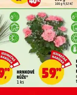 Penny Market Hrnkové růže nabídka