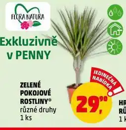 Penny Market Zelené pokojové rostliny nabídka