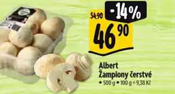 Albert Albert Žampiony čerstvé nabídka