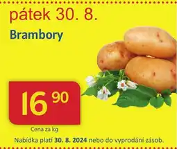 Brambory