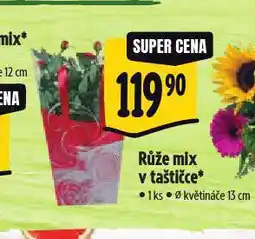 Albert Růže mix nabídka