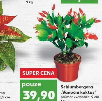 Kaufland Vánoční kaktus nabídka