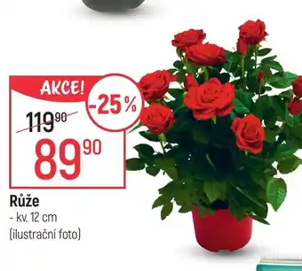 Globus Růže nabídka