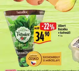 Albert Bazalka v kořenáči nabídka