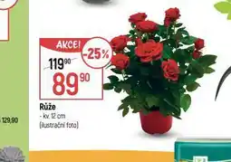 Globus Růže nabídka