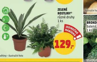 Penny Market Zelené rostliny nabídka