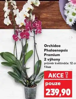 Kaufland Orchidea Phalaenopsis Premium 2 výhony nabídka