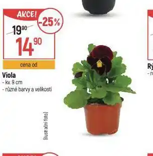 Globus Viola nabídka