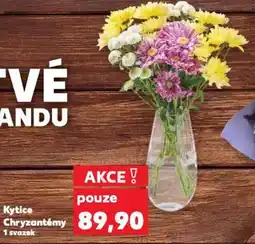 Kaufland Kytice Chryzantémy nabídka