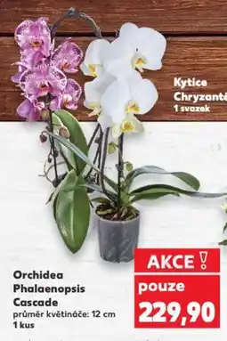 Kaufland Orchidea Phalaenopsis Cascade nabídka