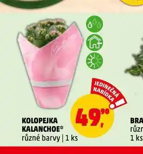 Penny Market Kolopejka kalanchoe nabídka