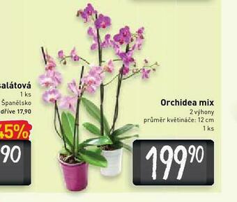 Billa Orchidea mix nabídka