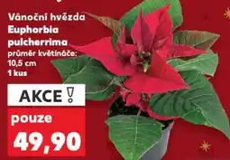 Kaufland Vánoční hvězda Euphorbia pulcherrima nabídka