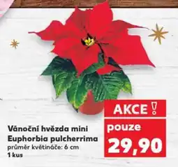 Kaufland Vánoční hvězda mini Euphorbia pulcherrima nabídka