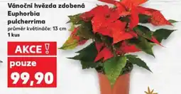 Kaufland Vánoční hvězda zdobená Euphorbia pulcherrima nabídka