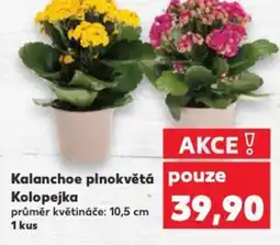 Kaufland Kalanchoe plnokvětá Kolopejka nabídka