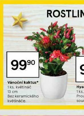 Tesco Vánoční kaktus nabídka