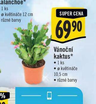 Vánoční kaktus