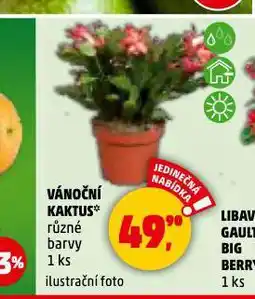 Penny Market Vánoční kaktus nabídka