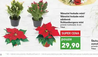 Kaufland Vánoční hvězda mini nabídka