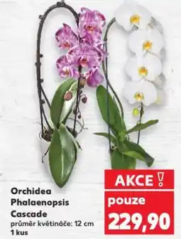 Kaufland Orchidea Phalaenopsis Cascade nabídka