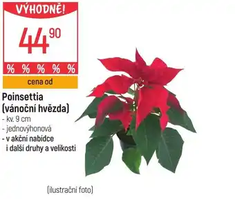 Globus Poinsettia (vánoční hvězda) nabídka