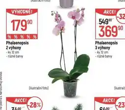 Globus Orchidea - phalaenopsis nabídka